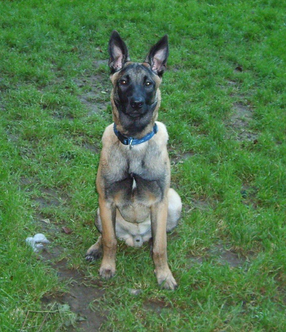 Malinois Malthe (Søholm's Funny Boy) - 16.10.2011
23 uger og 24 kg billede 5