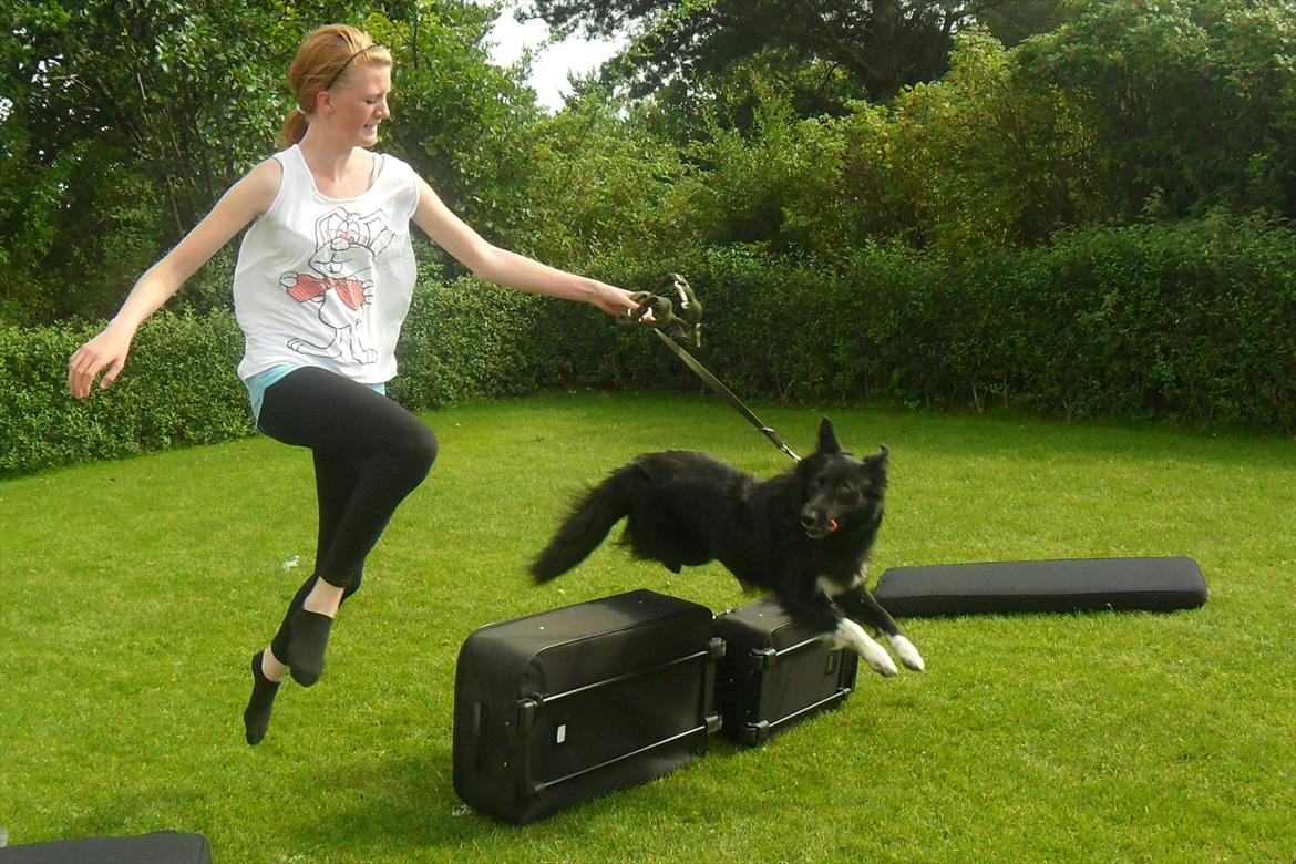 Border collie Vaks<3. billede 13