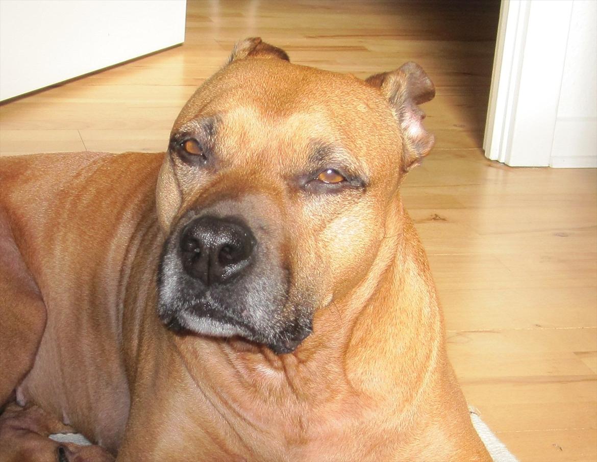 Amerikansk staffordshire terrier Chica "Elsket og savnet " R.I.P 18/8-2014 - En aldrende dame på 11 år, men stadig meget smuk, trods lidt gråt skæg;) billede 1