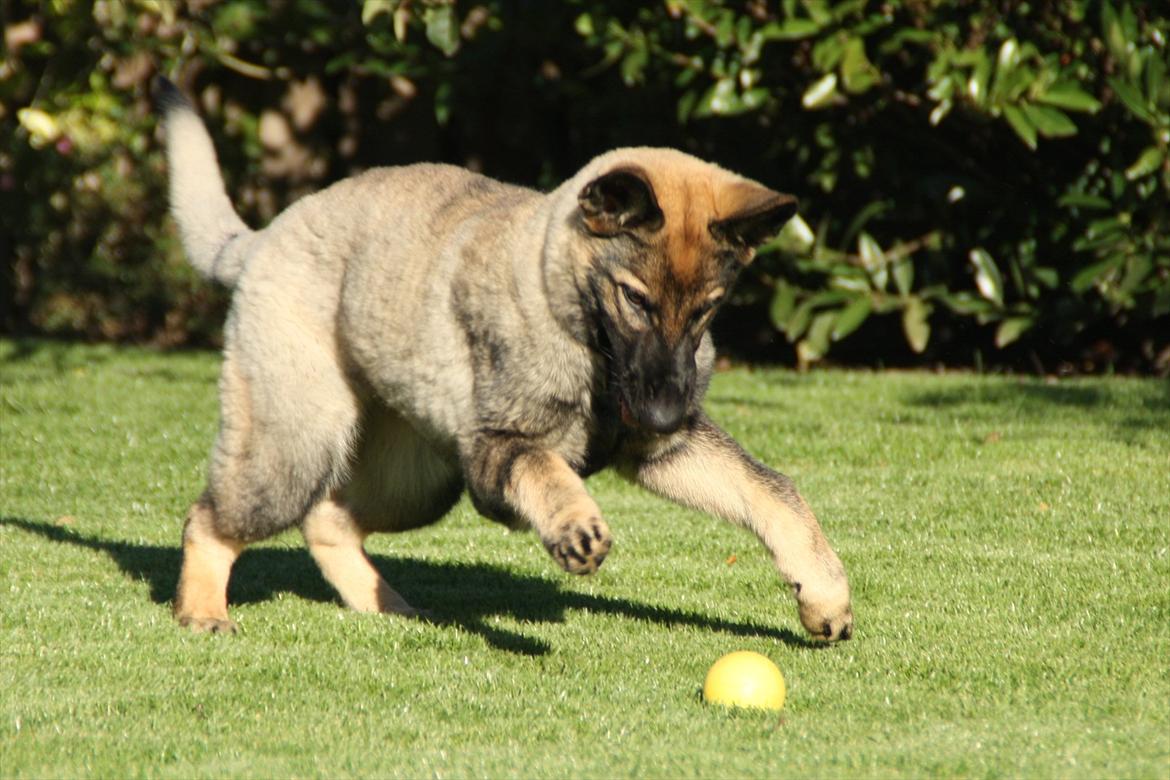 Schæferhund Hulda billede 13