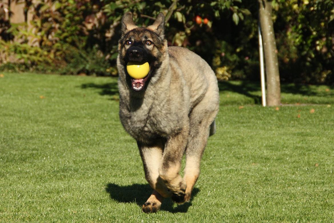 Schæferhund Hulda billede 14