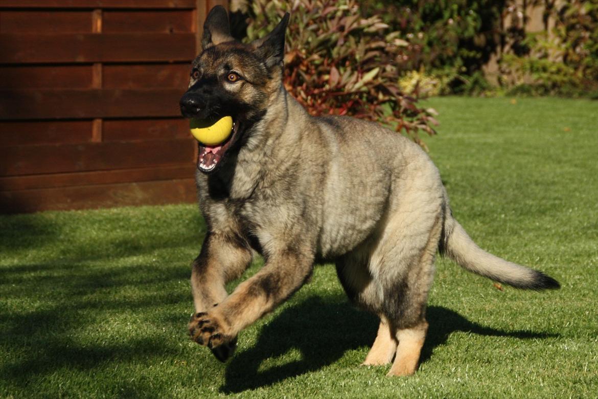 Schæferhund Hulda billede 15