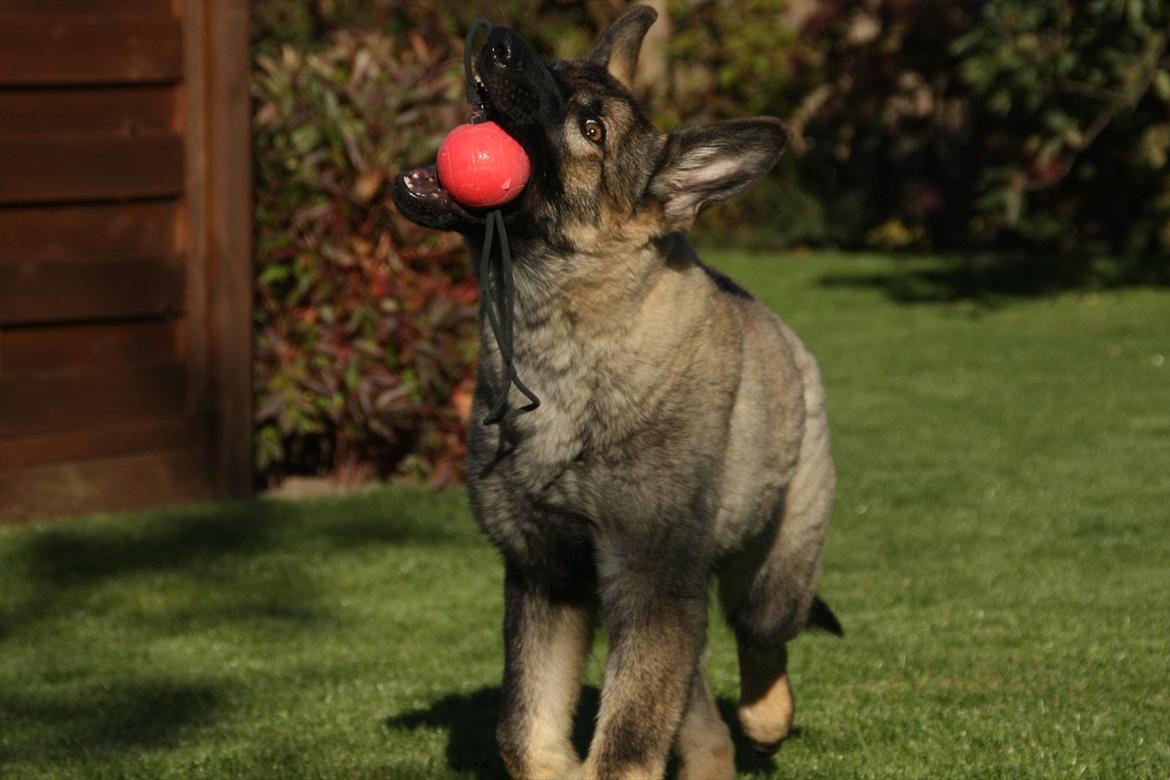 Schæferhund Hulda billede 16