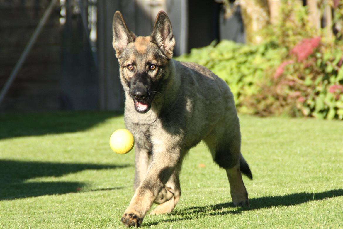 Schæferhund Hulda billede 17