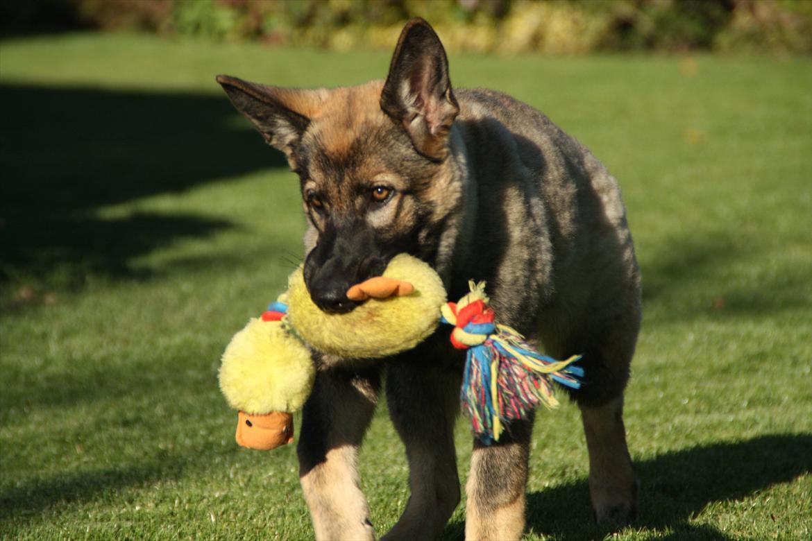 Schæferhund Hulda billede 18