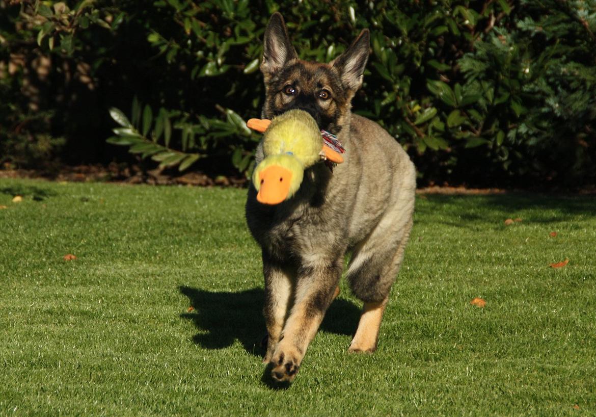 Schæferhund Hulda billede 20