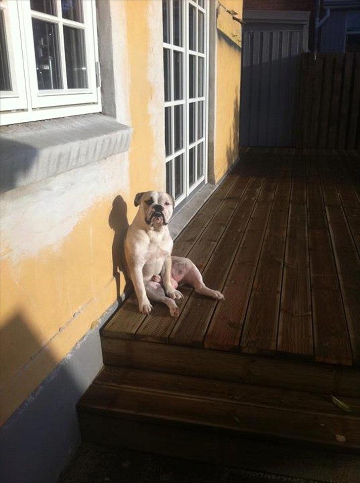 Olde english bulldogge Tjalfe billede 1