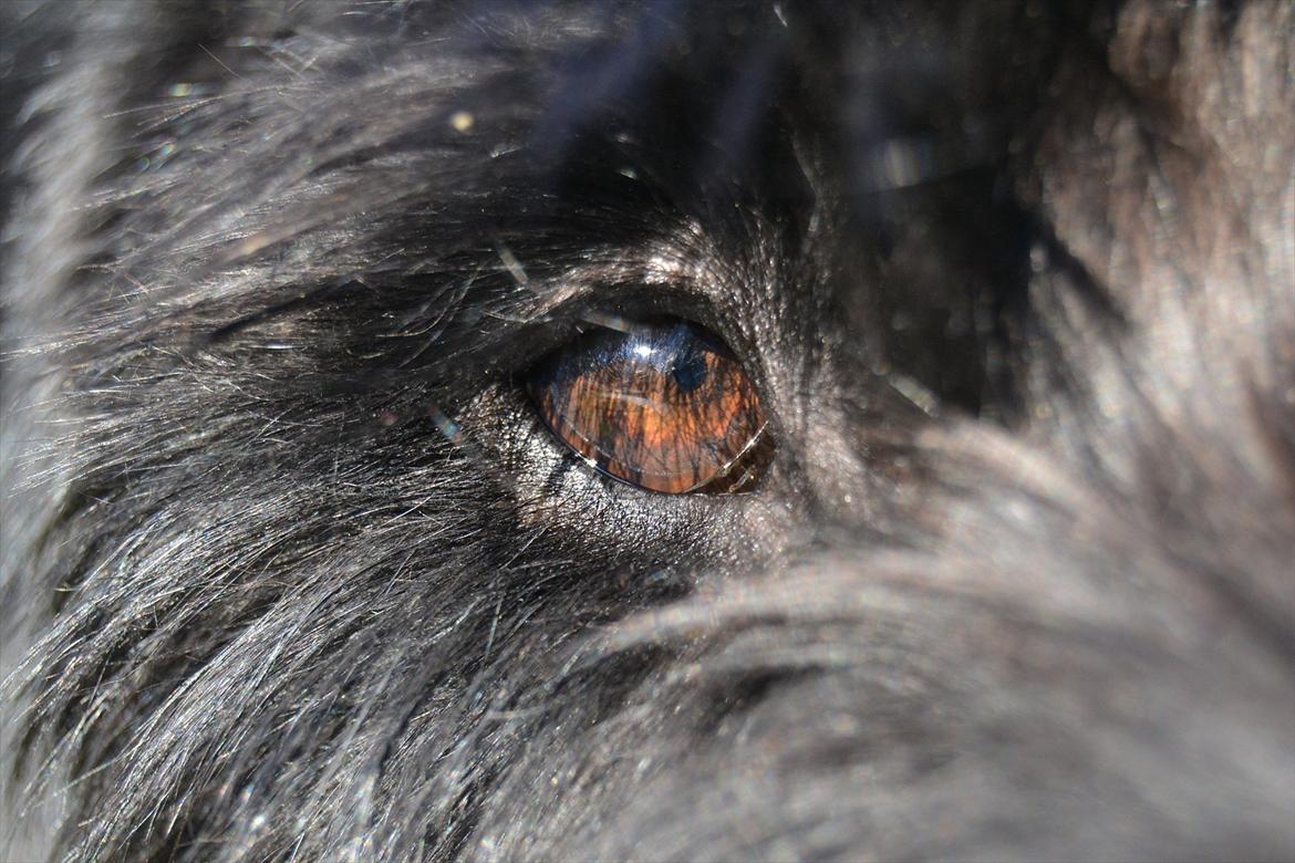 Riesenschnauzer  Doolittle's Odin - Fotografen: Ida Jensen billede 17