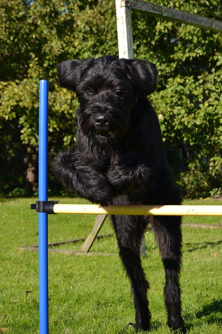 Riesenschnauzer  Doolittle's Odin - Fotografen: Ida Jensen billede 6