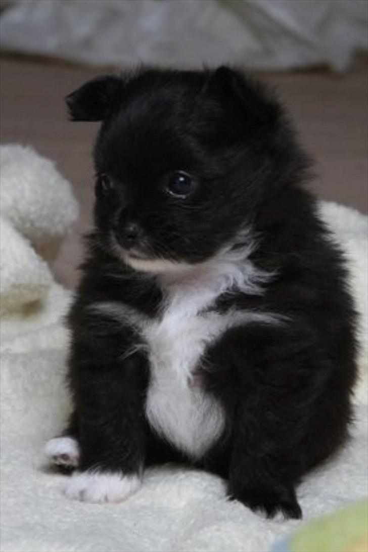 Blanding af racer Bella - En af de første billeder jeg fik over sms af den dejlige tøs  billede 1