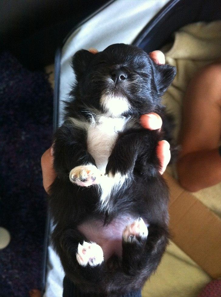 Blanding af racer Bella - Det første billed jeg modtog af Jennifer  billede 2