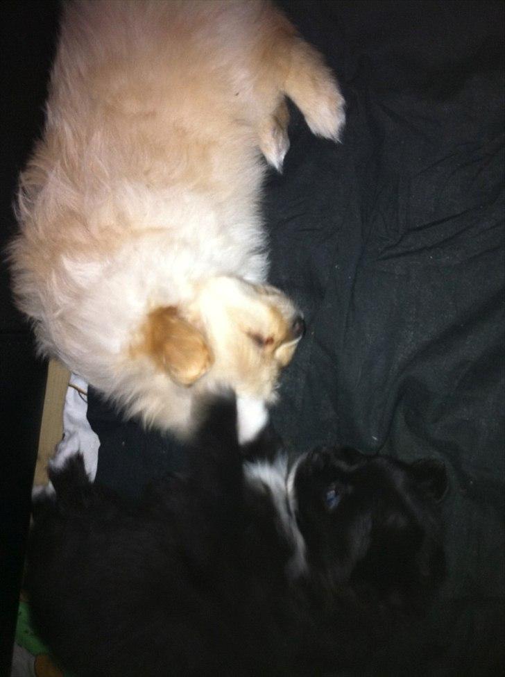 Blanding af racer Bella - Bella elsker stadig at drille sin bror Fendi når han slapper af :P billede 3