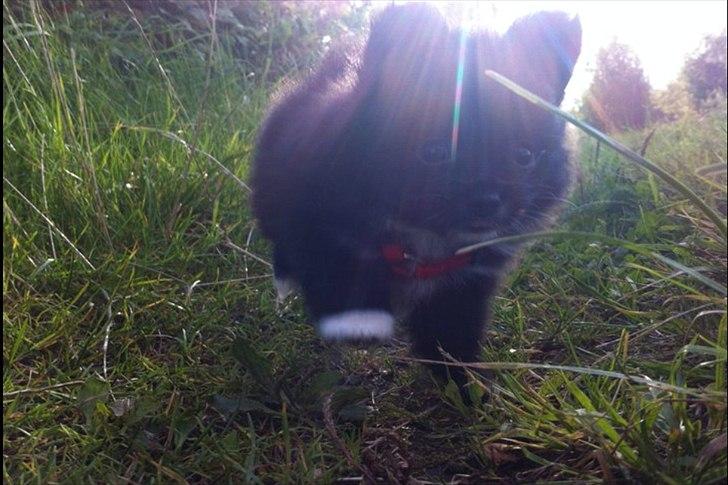 Blanding af racer Bella billede 4