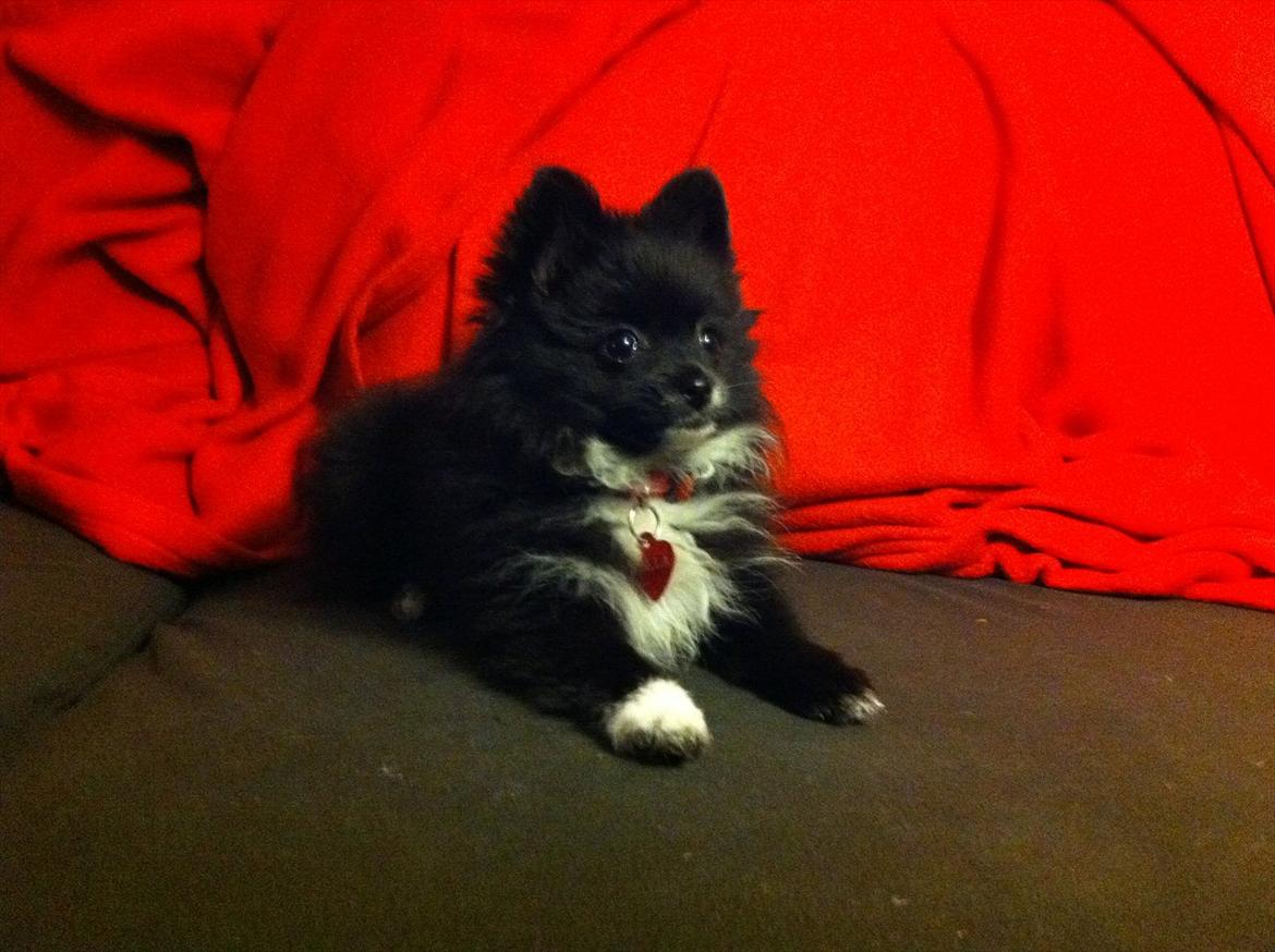 Blanding af racer Bella billede 5