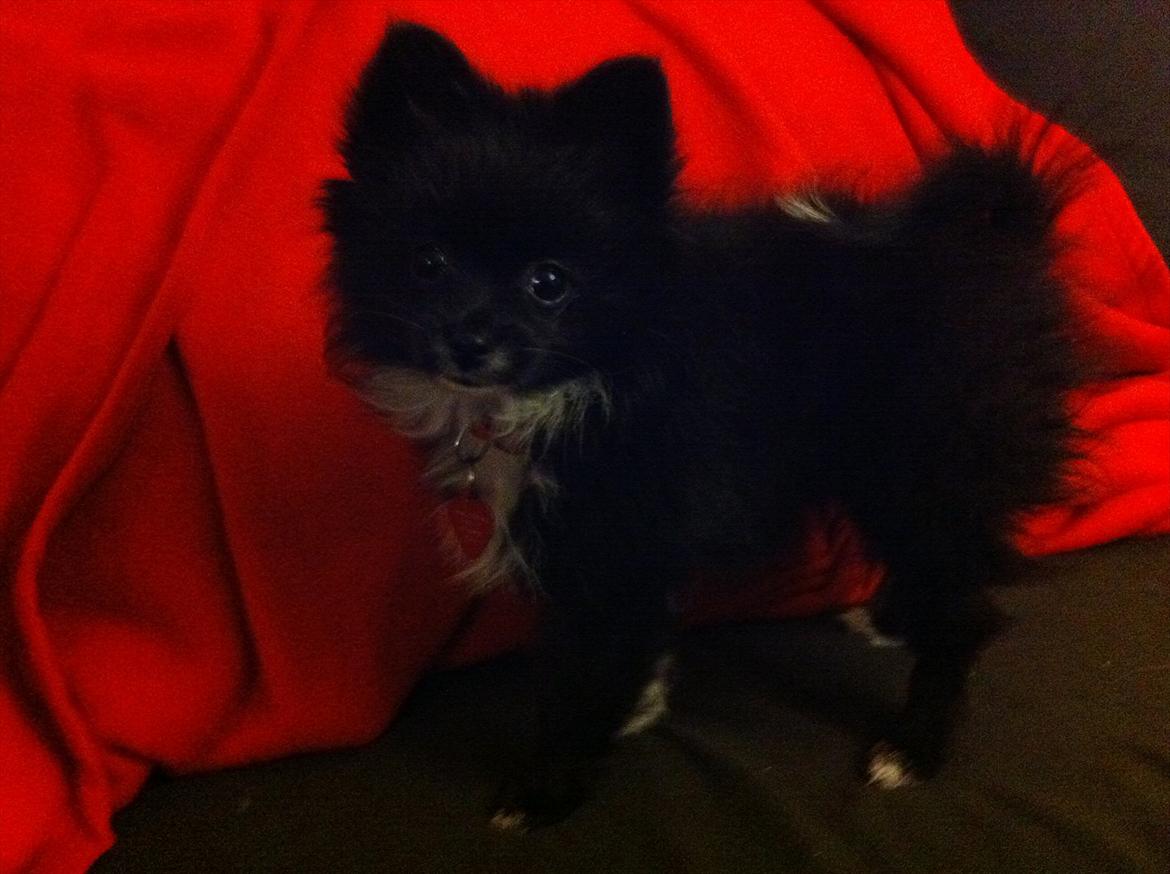 Blanding af racer Bella billede 6