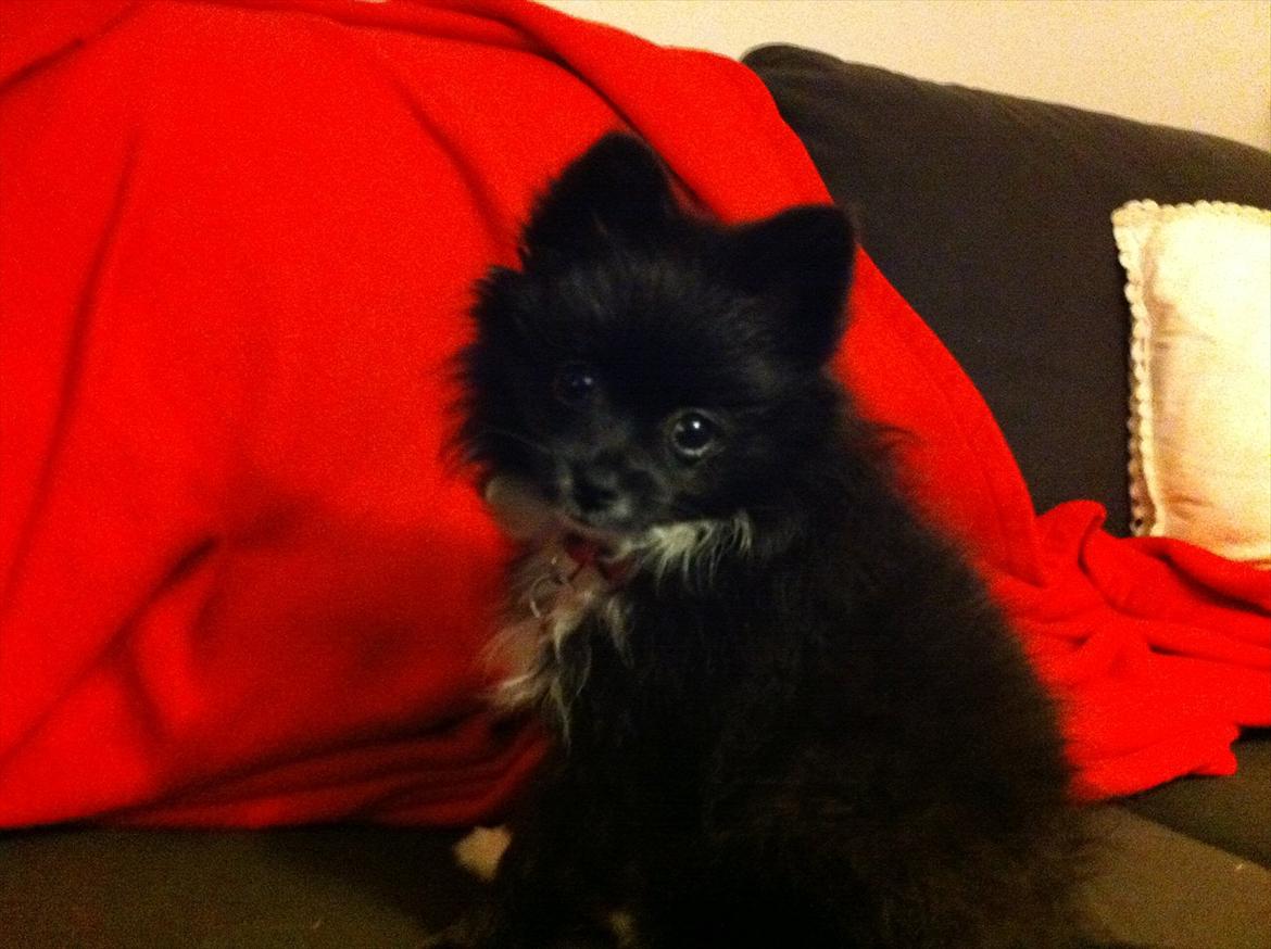 Blanding af racer Bella billede 7