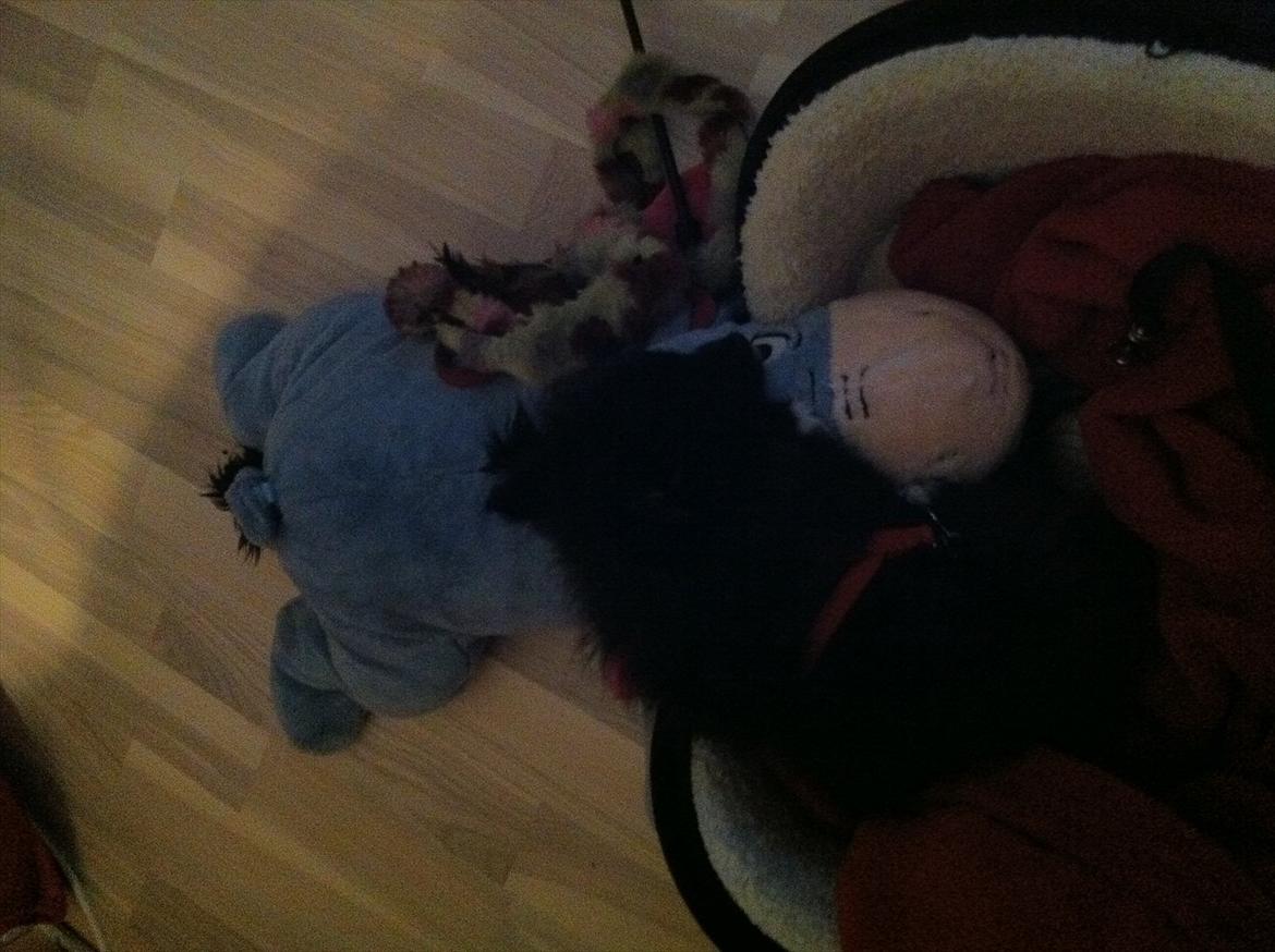 Blanding af racer Bella - Elsker at sove op af æsel :) billede 9