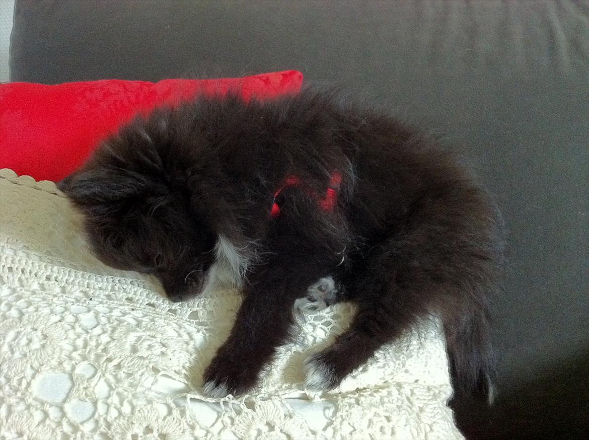 Blanding af racer Bella - Bella elsker når hun kan komme til at ligge på/over en pude  billede 10