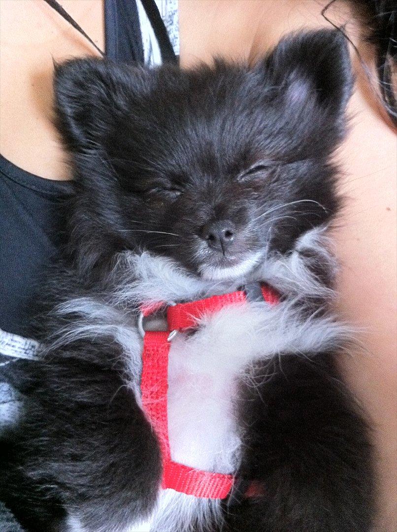 Blanding af racer Bella - Bella faldt i søvn efter en god gå tur.. nåede slet ikk at få sele eller noget af inden hun gik ud som et lys :) billede 11