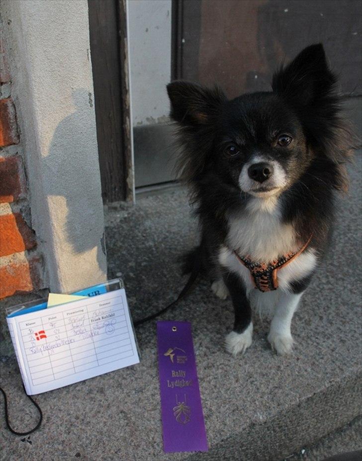 Blanding af racer Zita Chi/Papillon (RBM) - Også Blev man Rally Begynder Mester med 92 Point! :)  billede 15