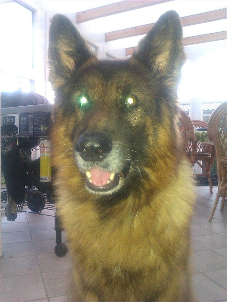 Schæferhund Charlie billede 1