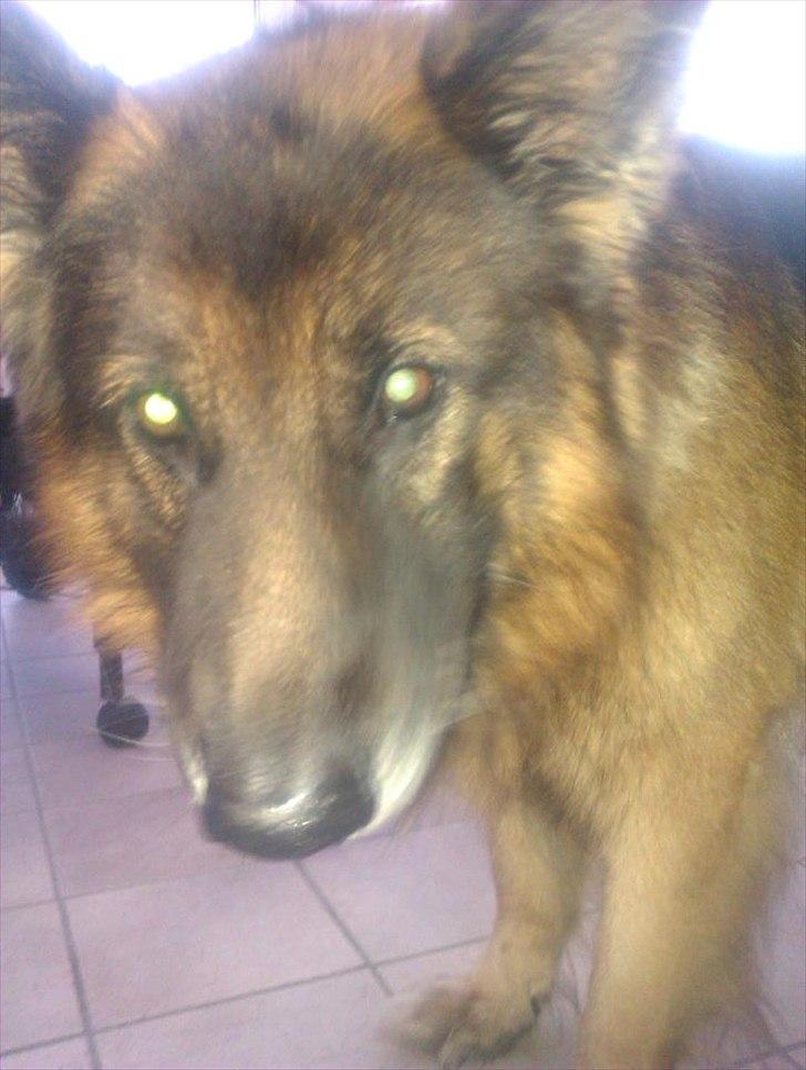 Schæferhund Charlie billede 2