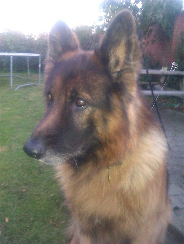 Schæferhund Charlie billede 3