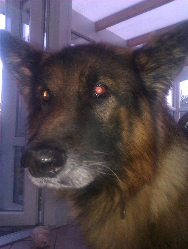 Schæferhund Charlie billede 4