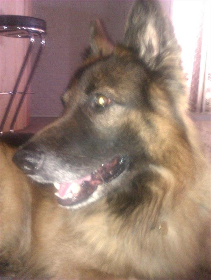 Schæferhund Charlie billede 5