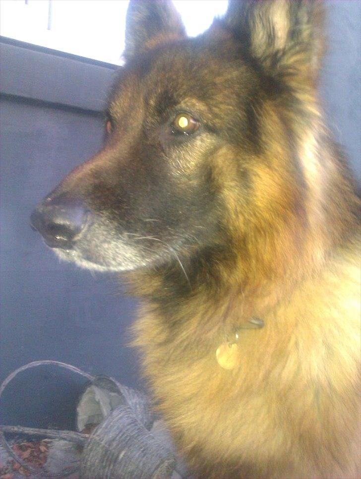 Schæferhund Charlie billede 6