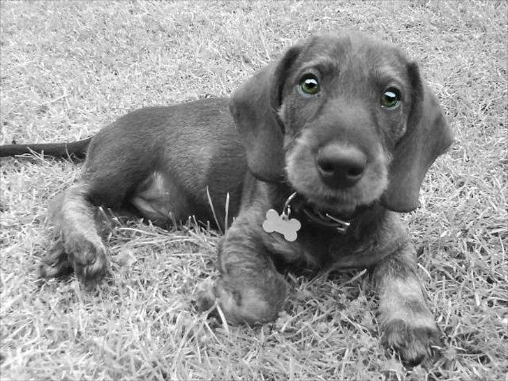 Gravhund Nimbus<3<3<3 billede 6