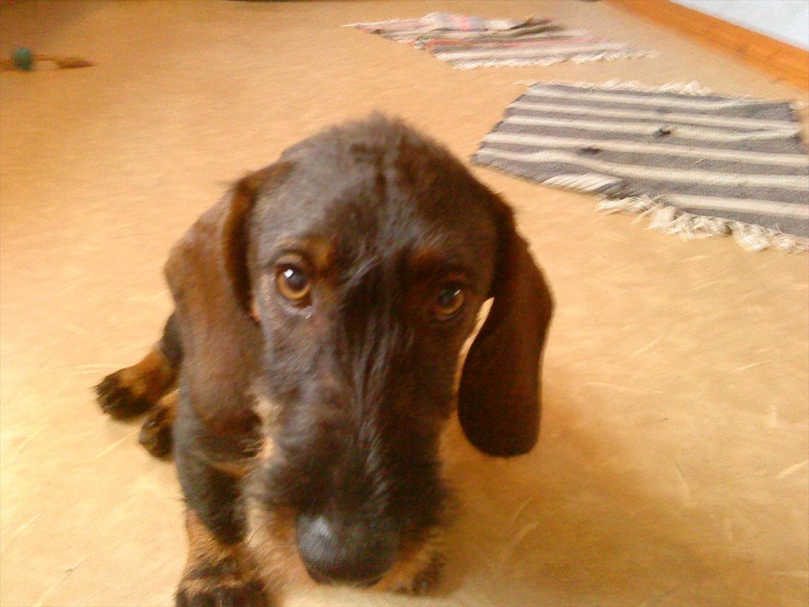 Gravhund Nimbus<3<3<3 - Se bare de øjn<3 billede 7