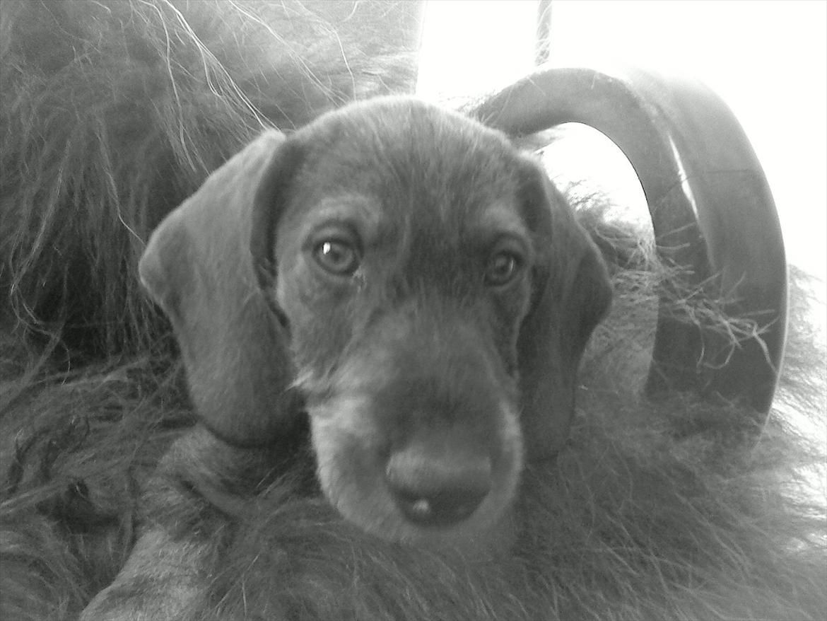 Gravhund Nimbus<3<3<3 - -Dem der ikk ser dig 
mangler øjne
-Dem der ikk synes om dig
mangler hjerte
-Dem der bagtaler dig 
mangler respekt
-Dem der ikk kender dig 
mangler noget værdifuldt
-Dem der ikk synes du er smuk
kender ikk til skønhed
 billede 8