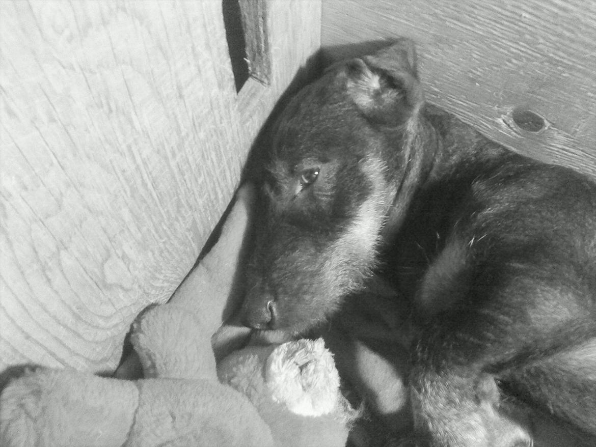 Gravhund Nimbus<3<3<3 billede 9