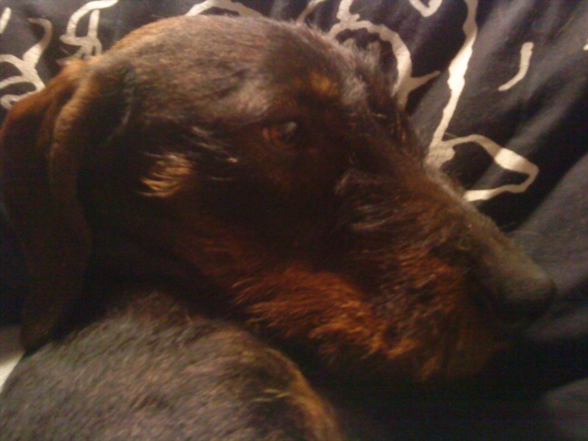 Gravhund Nimbus<3<3<3 - Har lige puttet ham så nu ska han bare sove:D billede 10