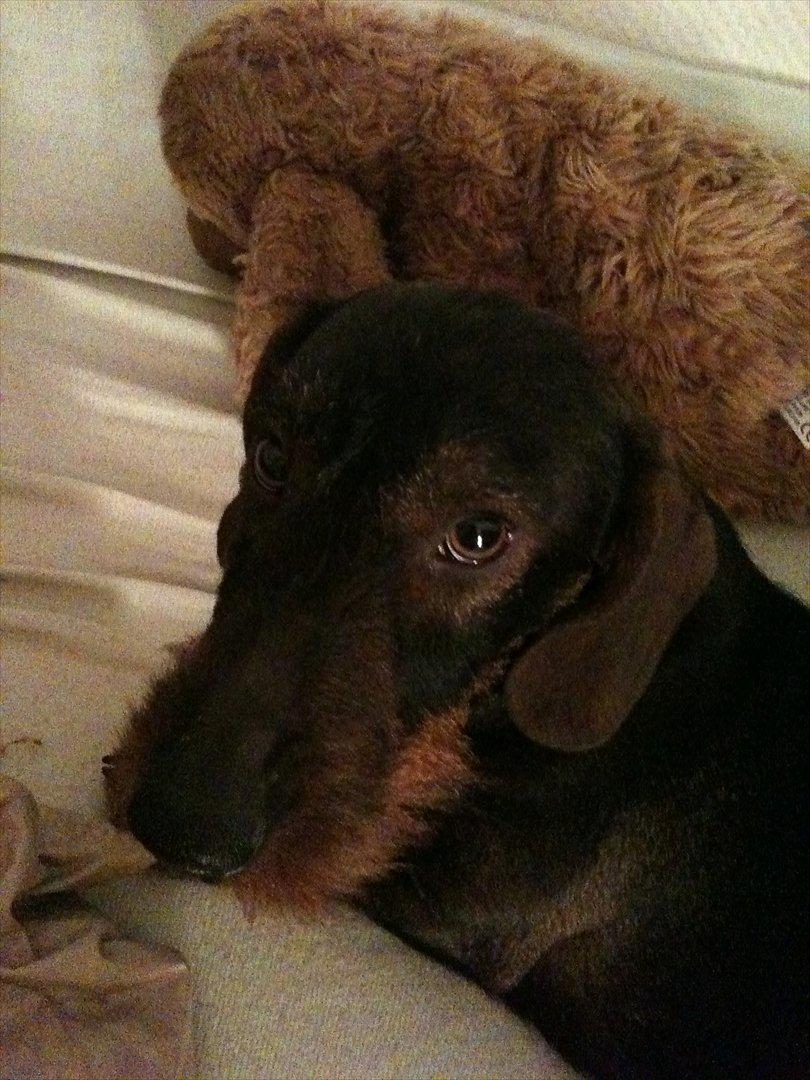 Gravhund Nimbus<3<3<3 - Så næsten klar til at ska sove ;) billede 11