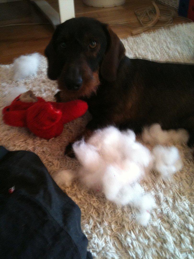 Gravhund Nimbus<3<3<3 - Så går det ellers løs på bamserne :P billede 12