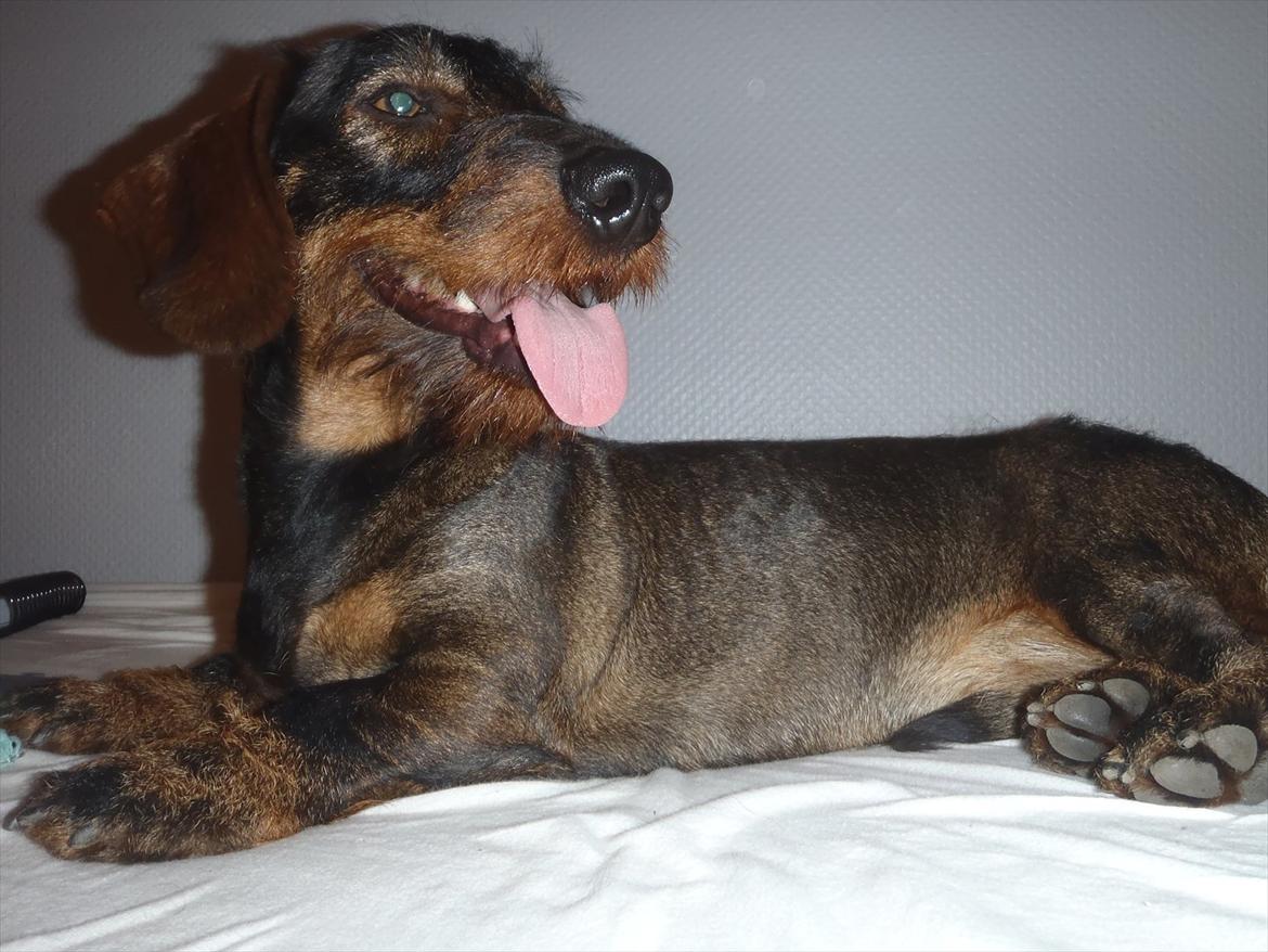 Gravhund Nimbus<3<3<3 - Er han lige sej eller er han lige lidt sej <3 billede 13