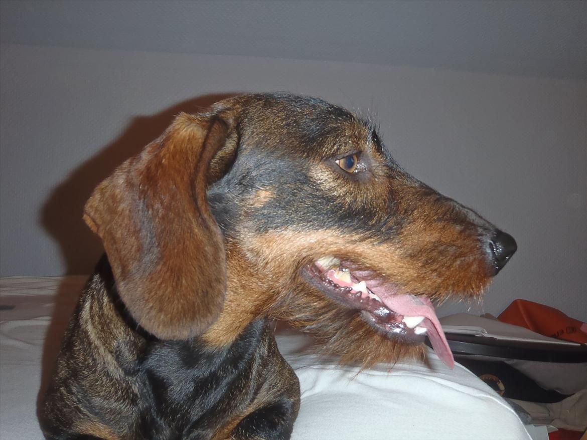 Gravhund Nimbus<3<3<3 billede 14