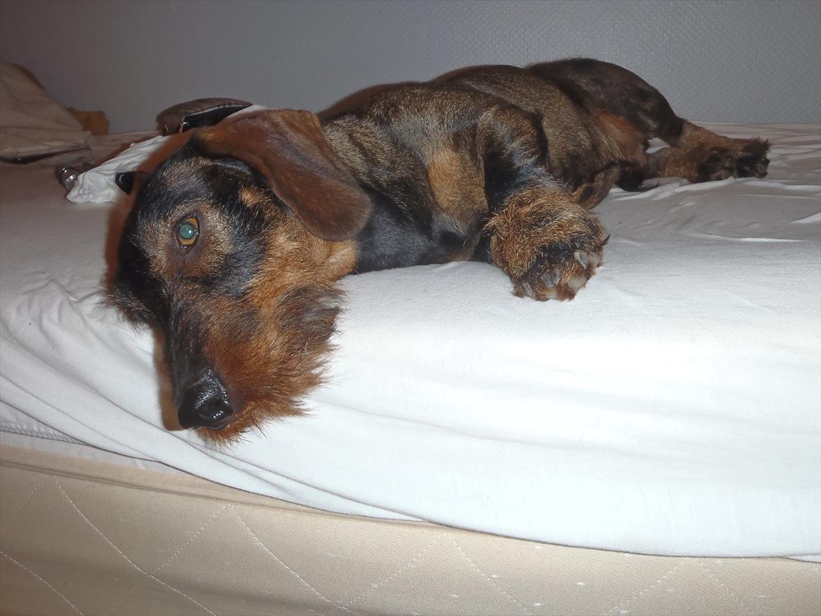 Gravhund Nimbus<3<3<3 - Der er vist en der er ved at være træt <3 billede 15