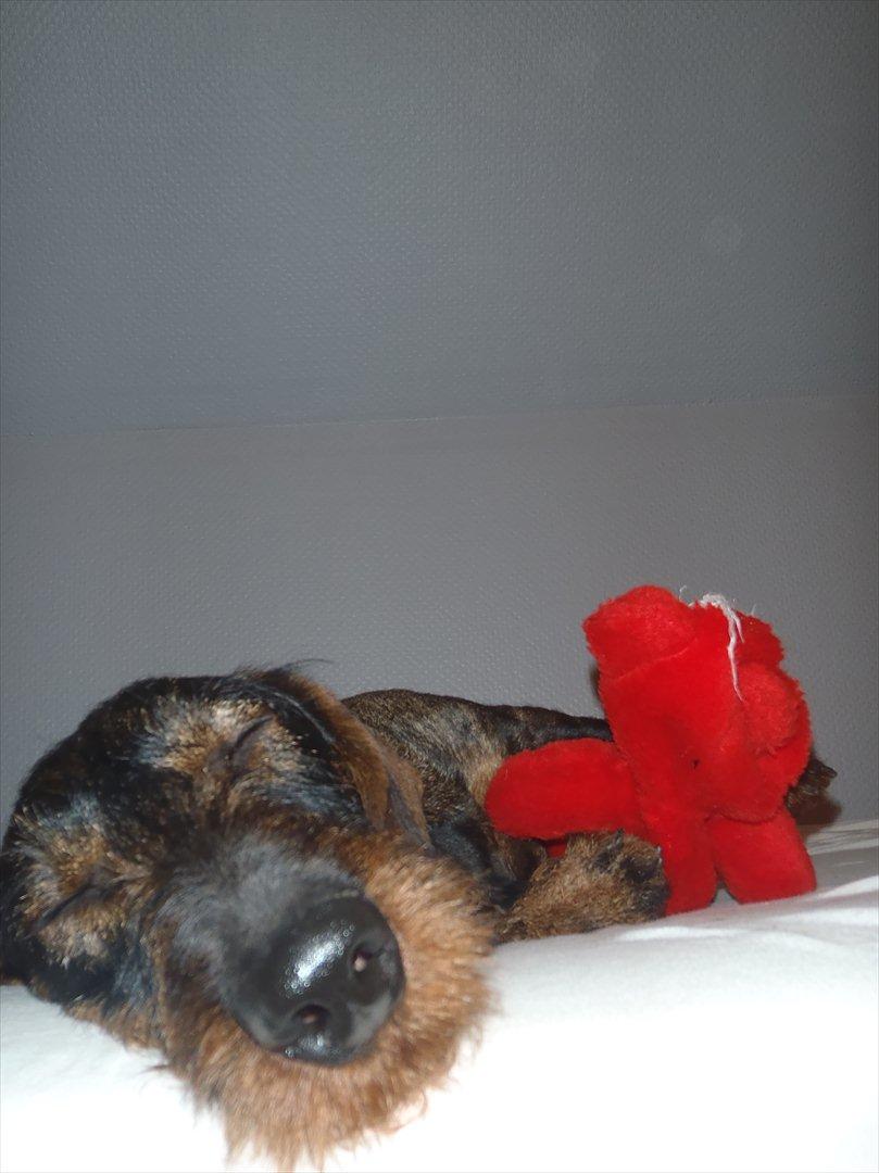 Gravhund Nimbus<3<3<3 billede 17