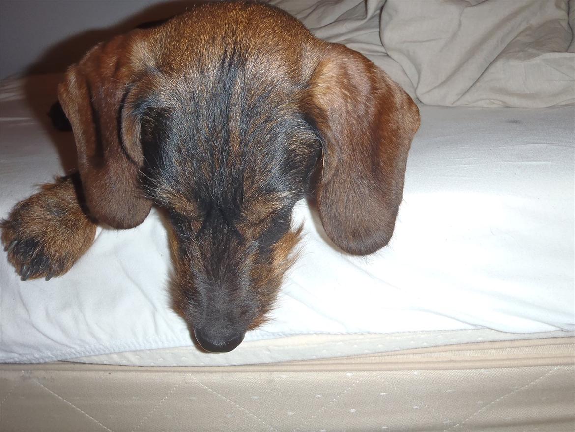 Gravhund Nimbus<3<3<3 - "Hva sker der helt der nede" :P billede 18