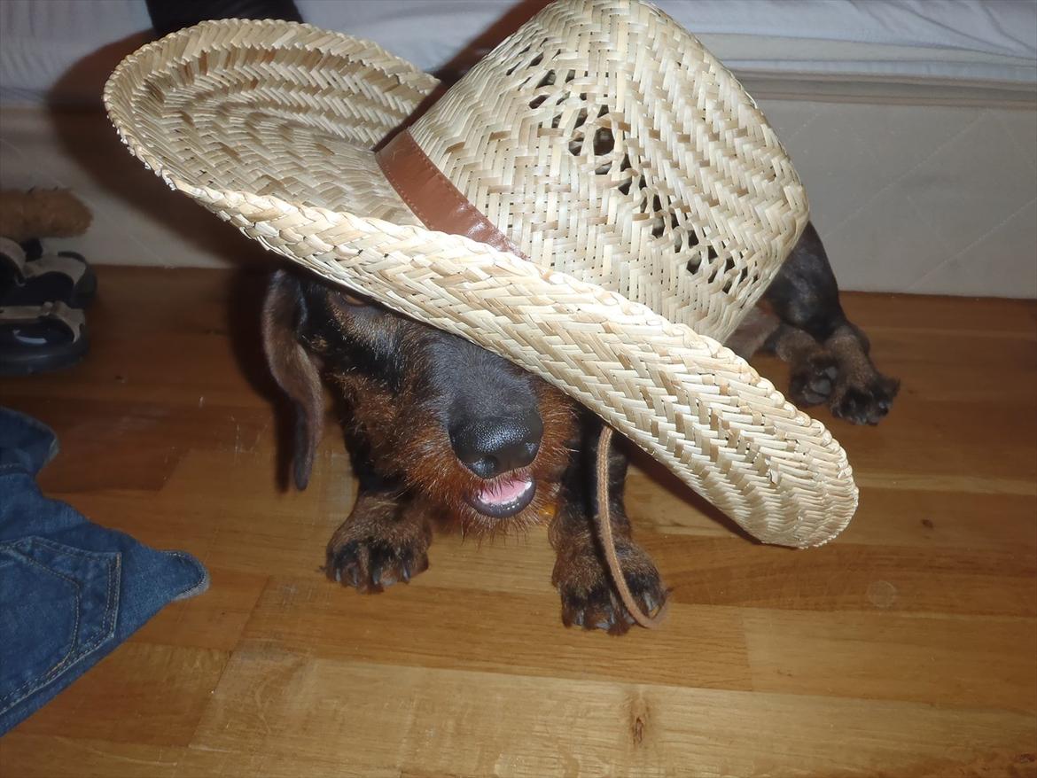 Gravhund Nimbus<3<3<3 - Det er vist en rigtig lille cowboy vi har her;) billede 19