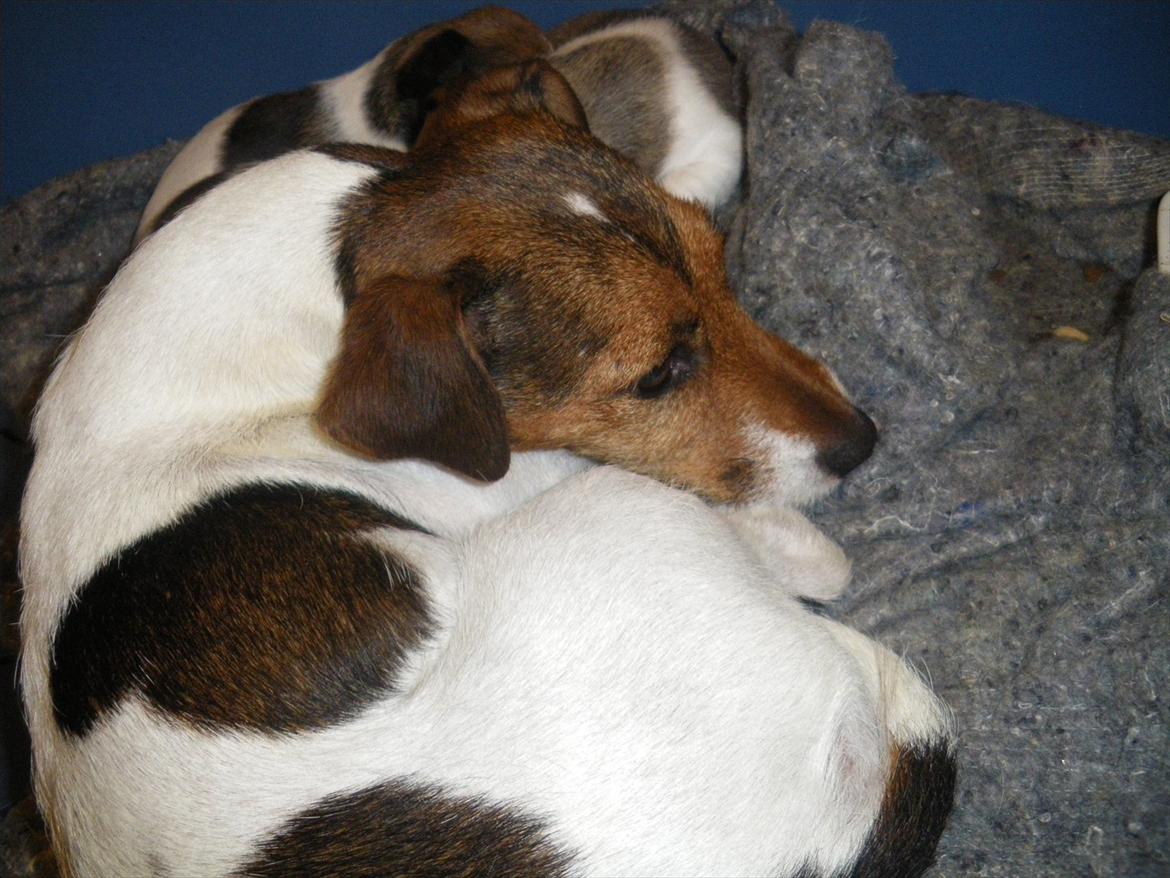 Jack russell terrier Petri billede 1
