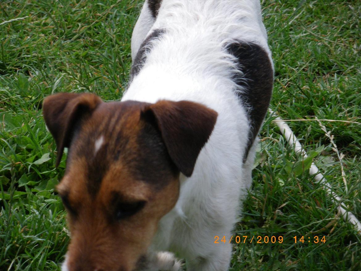 Jack russell terrier Petri billede 2