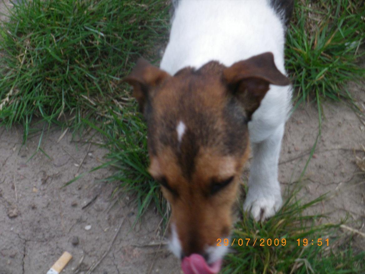 Jack russell terrier Petri billede 3
