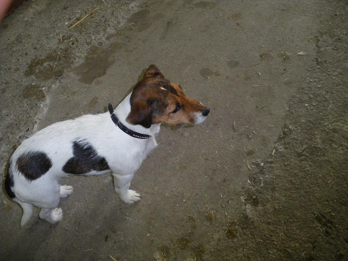 Jack russell terrier Petri billede 4
