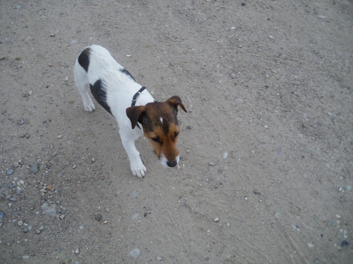 Jack russell terrier Petri billede 5
