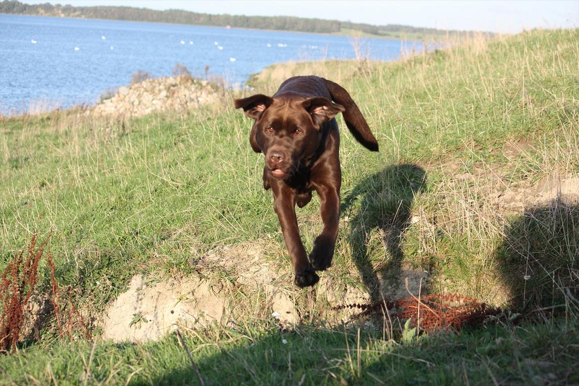Labrador retriever Baloo (Coco loco´s voyage billede 16