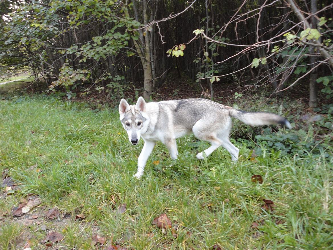 Tamaskan Dog Indiana - "Matsi" - 5 mdr. billede 17
